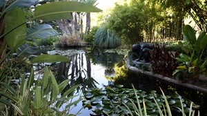 water lilies, pond, statue, leaves, vegetation