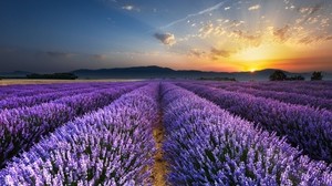 lavender, field, flowers, horizon