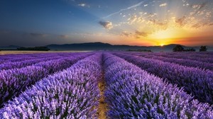 lavanda, campo, fiori, orizzonte