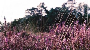 lavender, flowers, purple, field, bloom
