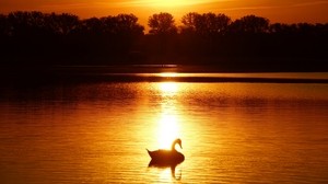 swan, sunset, pond, trees, horizon - wallpapers, picture
