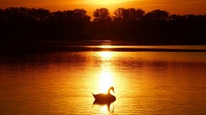 cisne, puesta de sol, estanque, árboles, horizonte