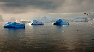 glaciers, antarctica, drift, bird, flight, gloomy