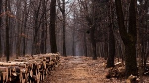 forest, logs, firewood, trees, autumn, stumps