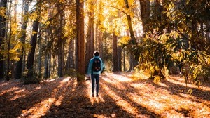 forest, man, trees, light, sunlight - wallpapers, picture
