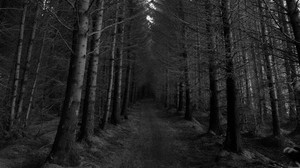 forest, trees, black and white (bw), path, autumn, gloomy - wallpapers, picture