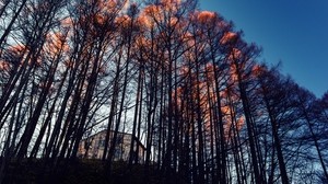 forest, trees, house, evening