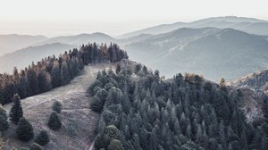 forest, trees, mountains, fog, landscape - wallpapers, picture