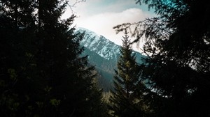 forest, trees, mountains, landscape, peak - wallpapers, picture