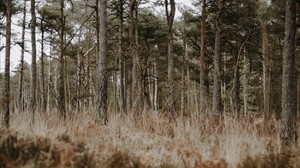 bosque, árboles, coníferas, hierba, vida silvestre