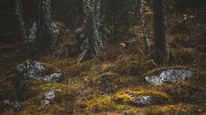 forest, trees, stones, moss