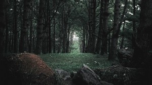 forest, trees, stones, pines, coniferous