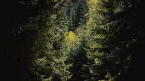 forest, trees, foliage, branches