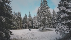 skog, träd, människor, snö, vinter