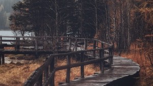 forest, trees, the bridge, autumn