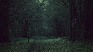 forest, trees, gloomy, foliage, fallen - wallpapers, picture