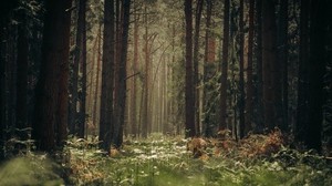 foresta, alberi, tronchi, erba