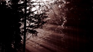 forest, trees, dawn, haze, the sun’s rays, dark - wallpapers, picture