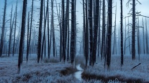 forest, trees, stream, hoarfrost