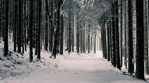 森林，树木，雪，冬天，松树