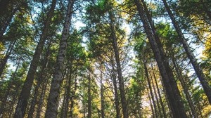 forest, trees, sunlight, grass, oregon, usa - wallpapers, picture