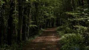 forest, trees, trail, turn, vegetation - wallpapers, picture