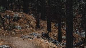 forest, trees, trail, slope, stones - wallpapers, picture