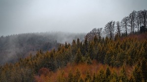 skog, träd, dimma, toppar, toppvy