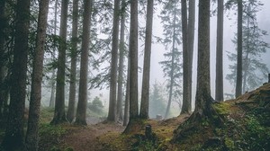 forest, trees, fog, pine, trunks, conifer