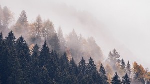 forest, trees, fog, tops, haze - wallpapers, picture
