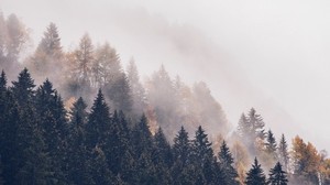 foresta, alberi, nebbia, cime, foschia