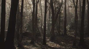 forest, trees, fog, sunlight, gloomy