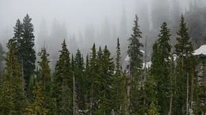 bosque, árboles, niebla, pinos, copas de los árboles