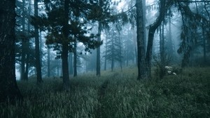 forest, trees, fog, grass, path - wallpapers, picture
