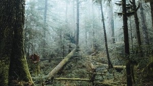 森林，树木，雾，光，自然 - wallpapers, picture