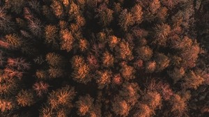 森林，树木，树梢，茂密，秋天，鸟瞰图，瑞典