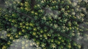 forest, trees, aerial view, treetops, trail, clouds