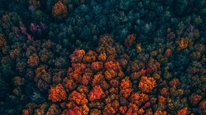 foresta, alberi, vista dall’alto, autunno, colori autunnali, luminoso