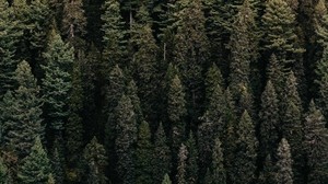 forest, trees, top view, green, vegetation - wallpapers, picture