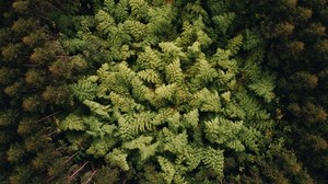 forest, trees, top view, treetops, green