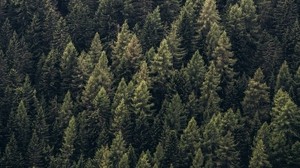 forest, trees, top view, needles, pines