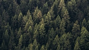 foresta, alberi, vista dall’alto, aghi, pini