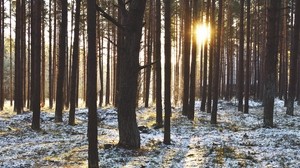 森林，树木，日落，太阳，冬天，光线