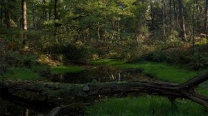 forest, tree, moss, lake, shadow, cool, dead