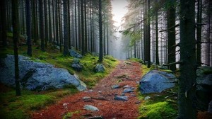 forest, trees, track, stones, branches, twigs, haze, moss, damp