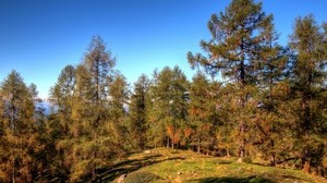 forest, trees, spruce, nature - wallpapers, picture