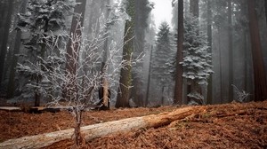 forest, trees, hoarfrost, log, bush, grass, dry - wallpapers, picture
