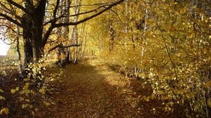 forest, trees, leaf fall, autumn, birch
