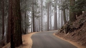 forest, trees, mighty, fog, rise, turn