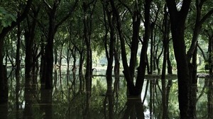forest, trees, flood, spring, swamp